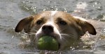 Dog swimming