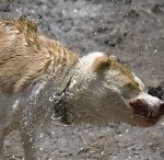Dog shaking off water
