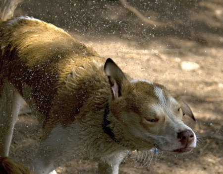 dog shaking water