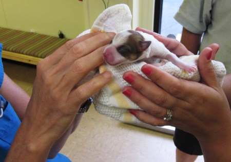 Newborn pup