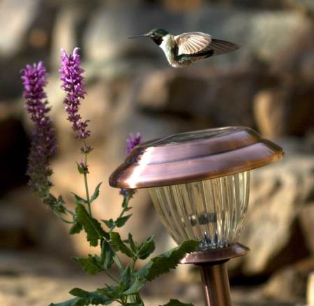 Broad-Tailed Hummingbird - I think