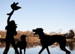 Silhouette of Great&nbsp;Dane