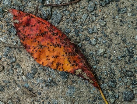 leaf with galls