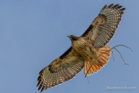 redtail hawk