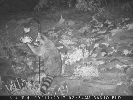 0254:091117:41F:BANJO BUD :6